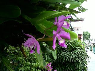 divoká orchidejová květina