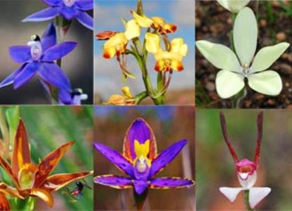 druhů orchidejí