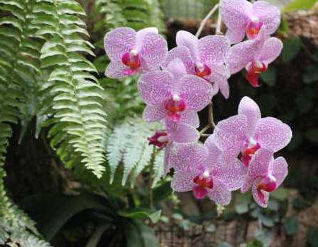 fotografie orchidejí v přírodě