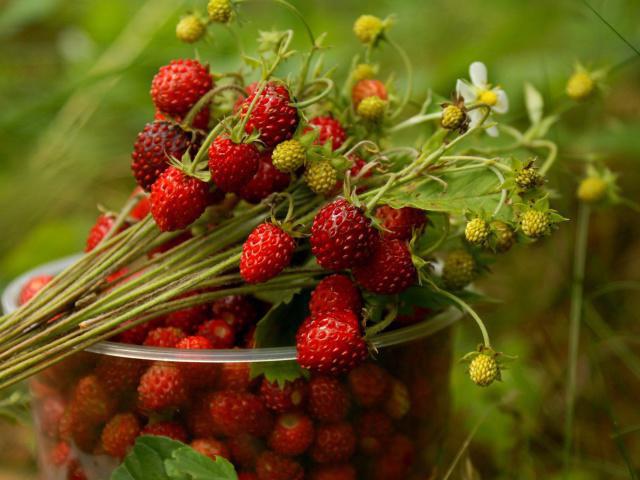 ползите от дивата ягода за здраве