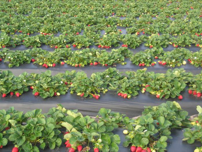 полезни свойства на диви ягоди