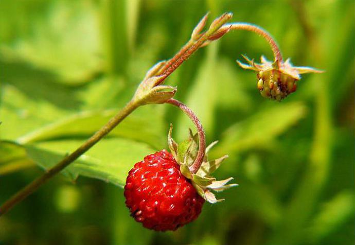 диви ягоди полезни свойства на плодове