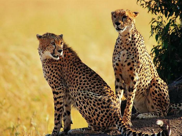 Дивата природа на Африка: хищници