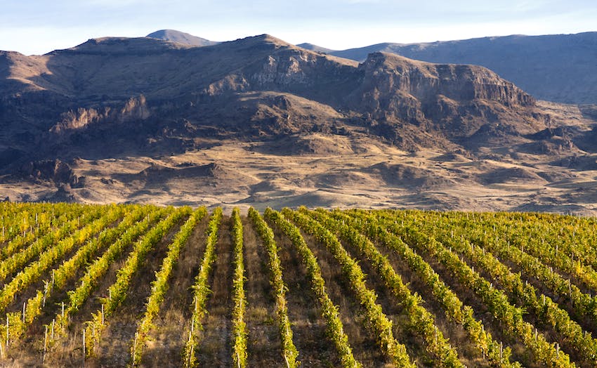 vinogradu Armenije