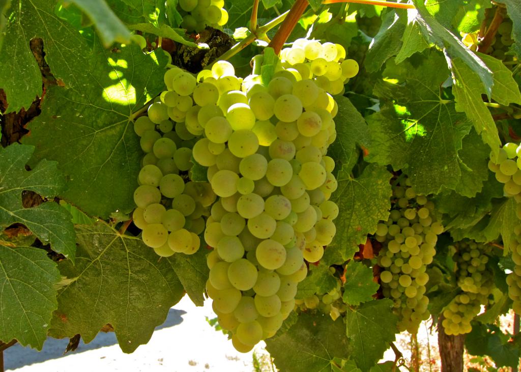 białe winogrona