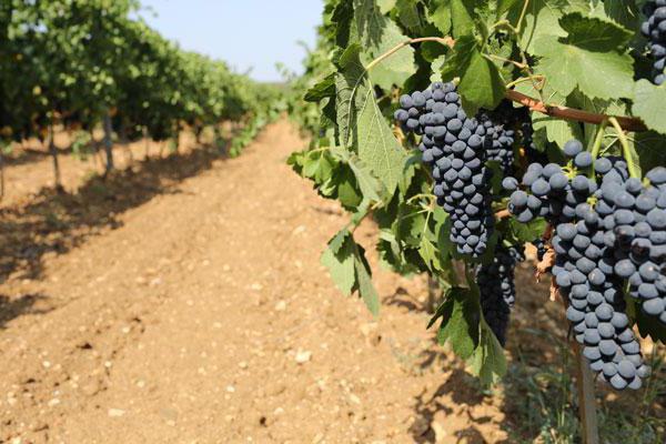 Krimske vinske trgovine z blagovno znamko