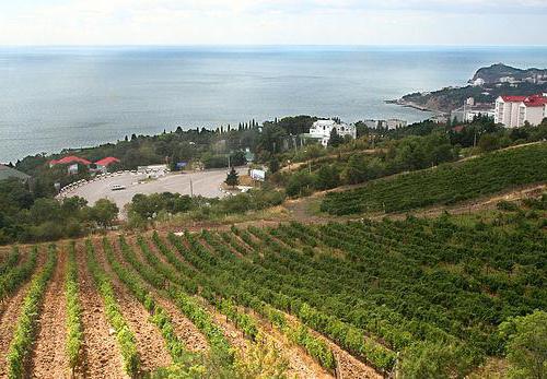vino rosso vino Crimea