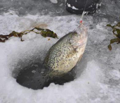 Снабдяване за зимен риболов на платика