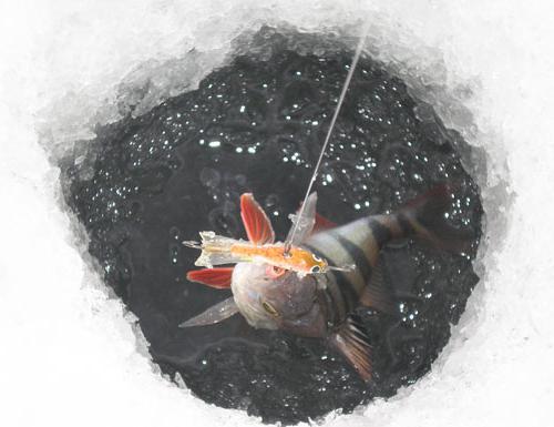 Canna da pesca invernale sartiame sul posatoio