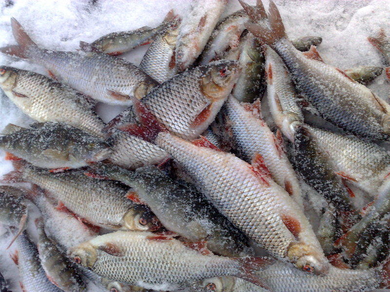 Buona cattura di pesce