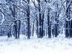 composizione forestale invernale