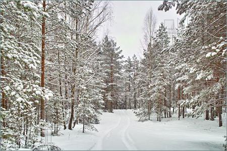 mini saggio foresta invernale