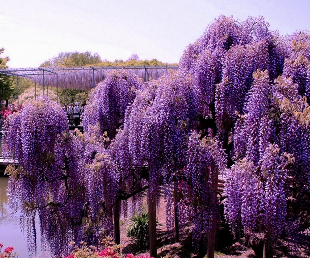 Tmavě purpurová wisteria