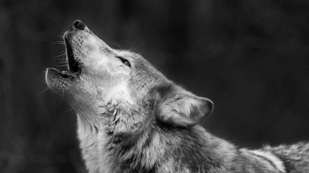vlk pes sarlos