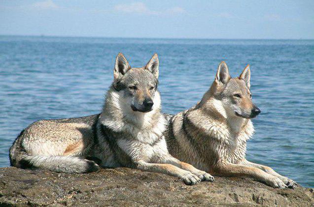 хибриден вълк и куче