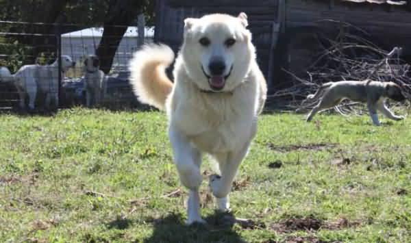 Armenski volkovski pes gampr