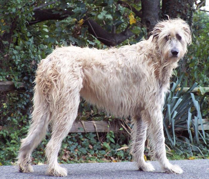 pies hoduje Irish Wolfhound
