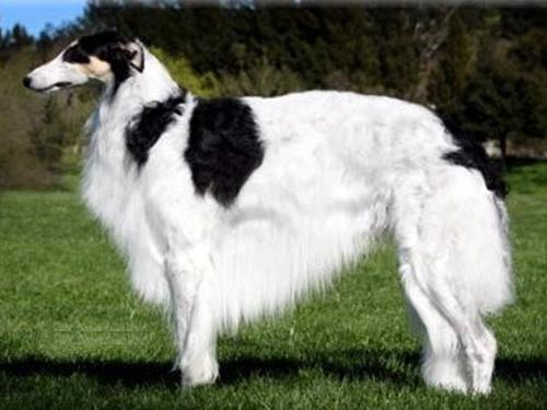 Руски вукодарски пас