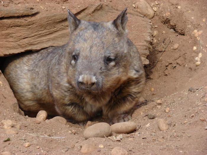 wombat marsupiale