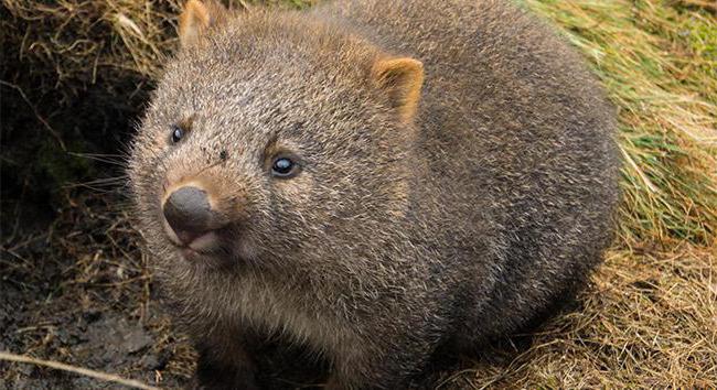 wombat australiano