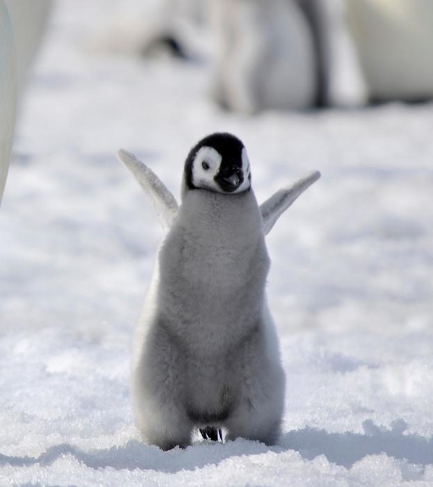 dlaczego pingwin nie lata