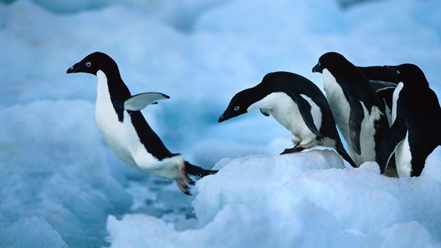 tučňák fotografie