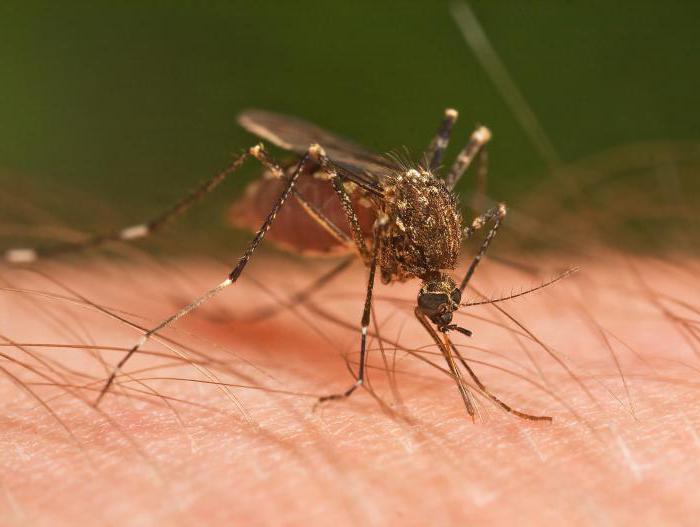 durata della vita delle zanzare dopo il morso