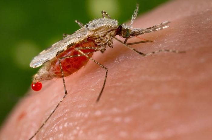 La durata della vita di una zanzara è