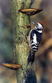 uccelli Woodpecker
