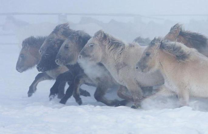Yakutski konj