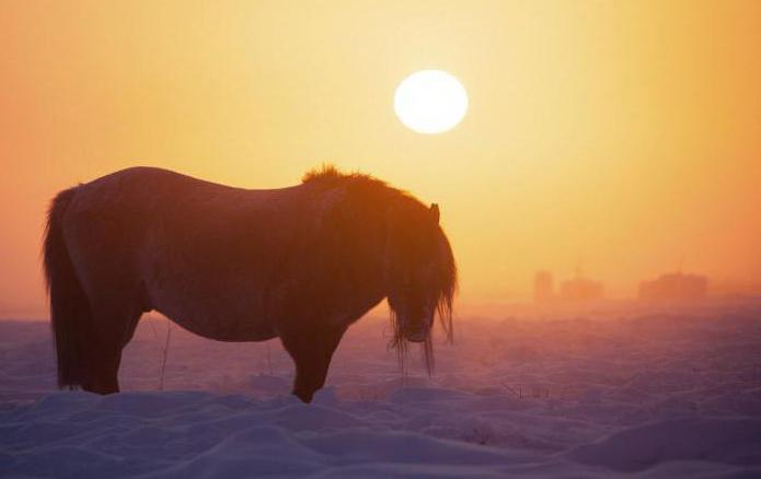 Razza di cavalli Yakut