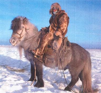Il cavallo di Yakut è poco impegnativo