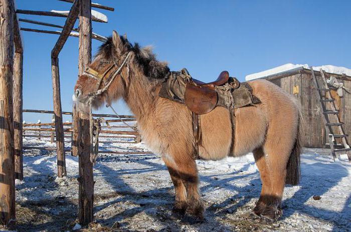 yakut horse Cena