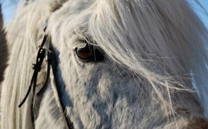 kůži Yakutského koně