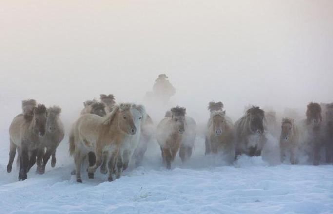 revisione della razza di cavalli Yakut