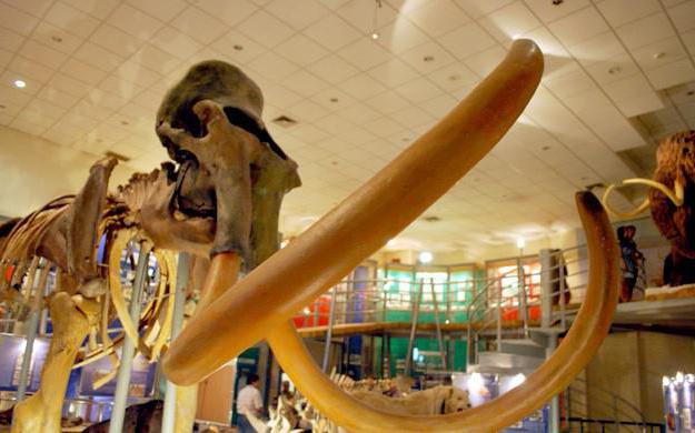 Muzej mamuta u Jakutsku