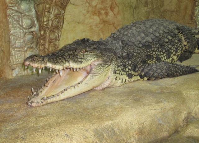 krokodyl w Jałcie