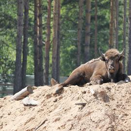Yaroslavl Zoo fotografija