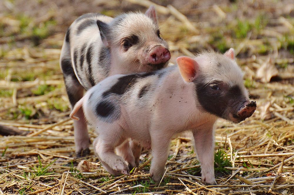 Две мале свиње