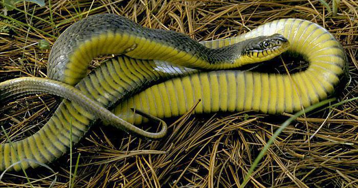 жълто-пухкава змия