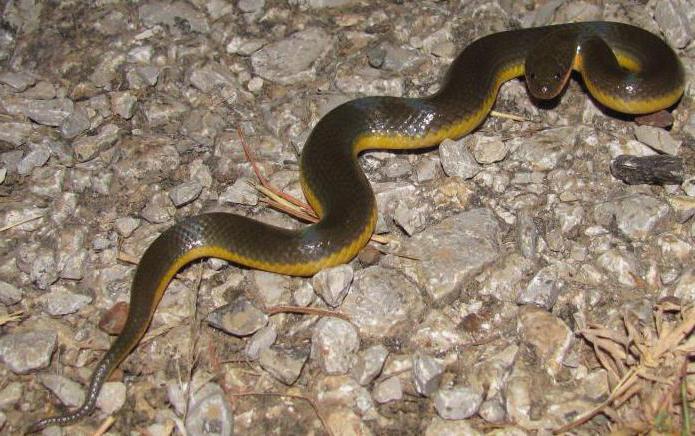 Žlutohnědý kaspický had