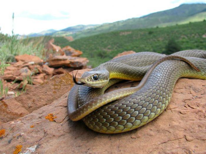 жълтокоремна змия в Крим