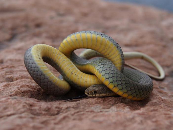 žlutohnědý had nafoukne ocas