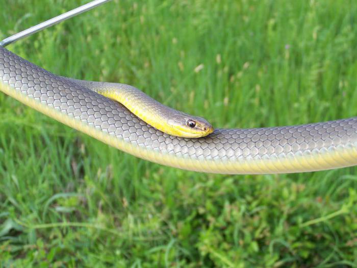 Кримска змия с жълтокоремна коса