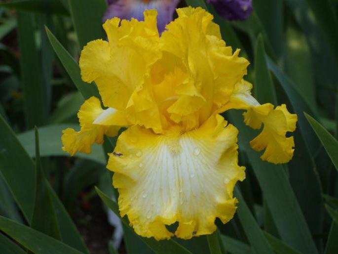 Iris gialle