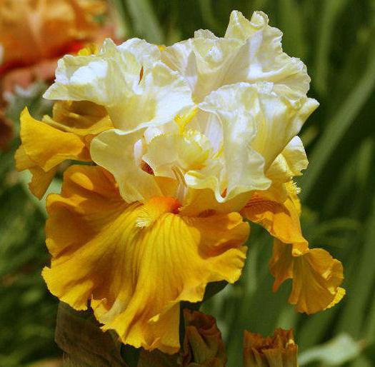 Varietà di iris gialli