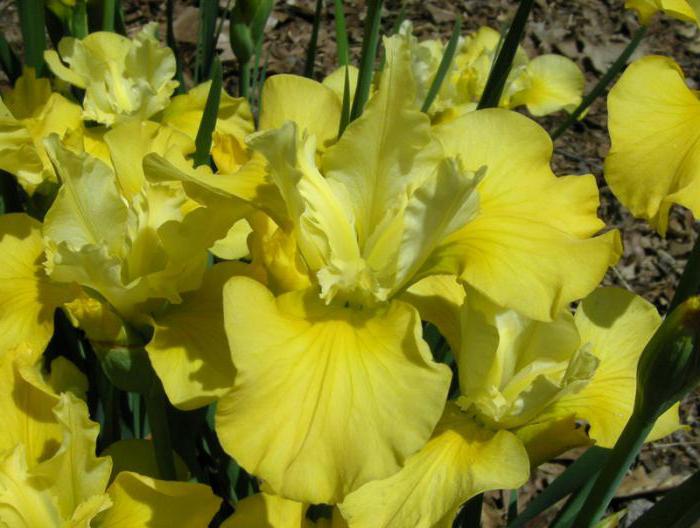 Siberian Iris yellow