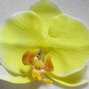 żółta orchidea