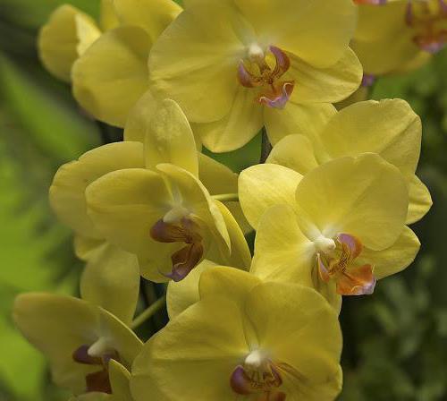 rumena fotografija orhideje