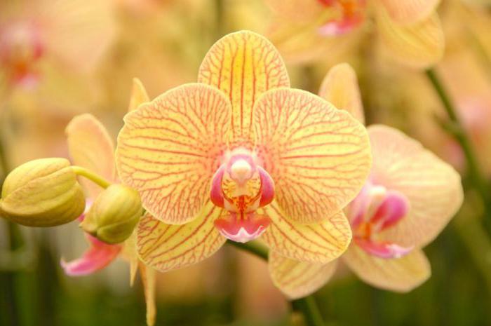žluté květy orchideje